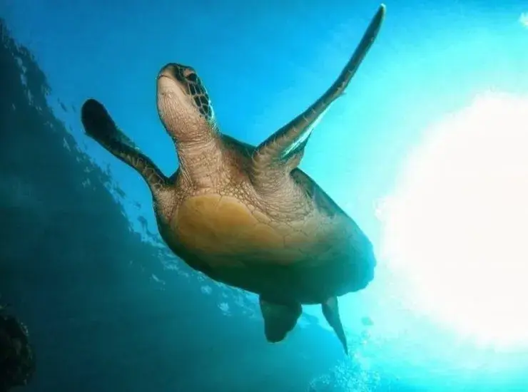 海歸